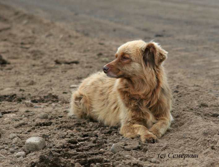 песчанная собака