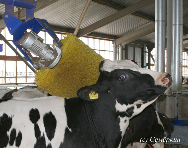 массажер чесалка для коров