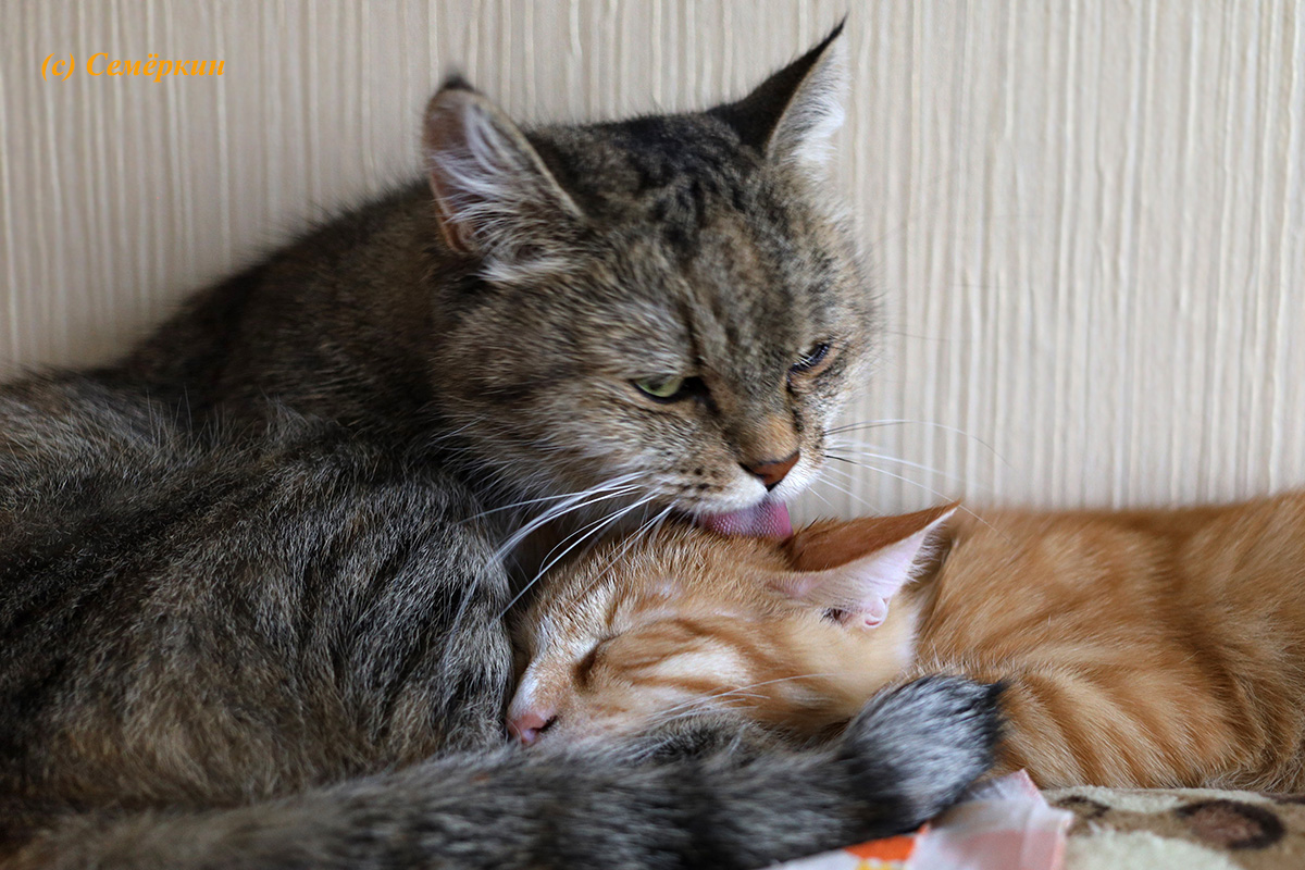 Тёплые коты - Котоангелы Алиса и Рыся - Мамина любовь