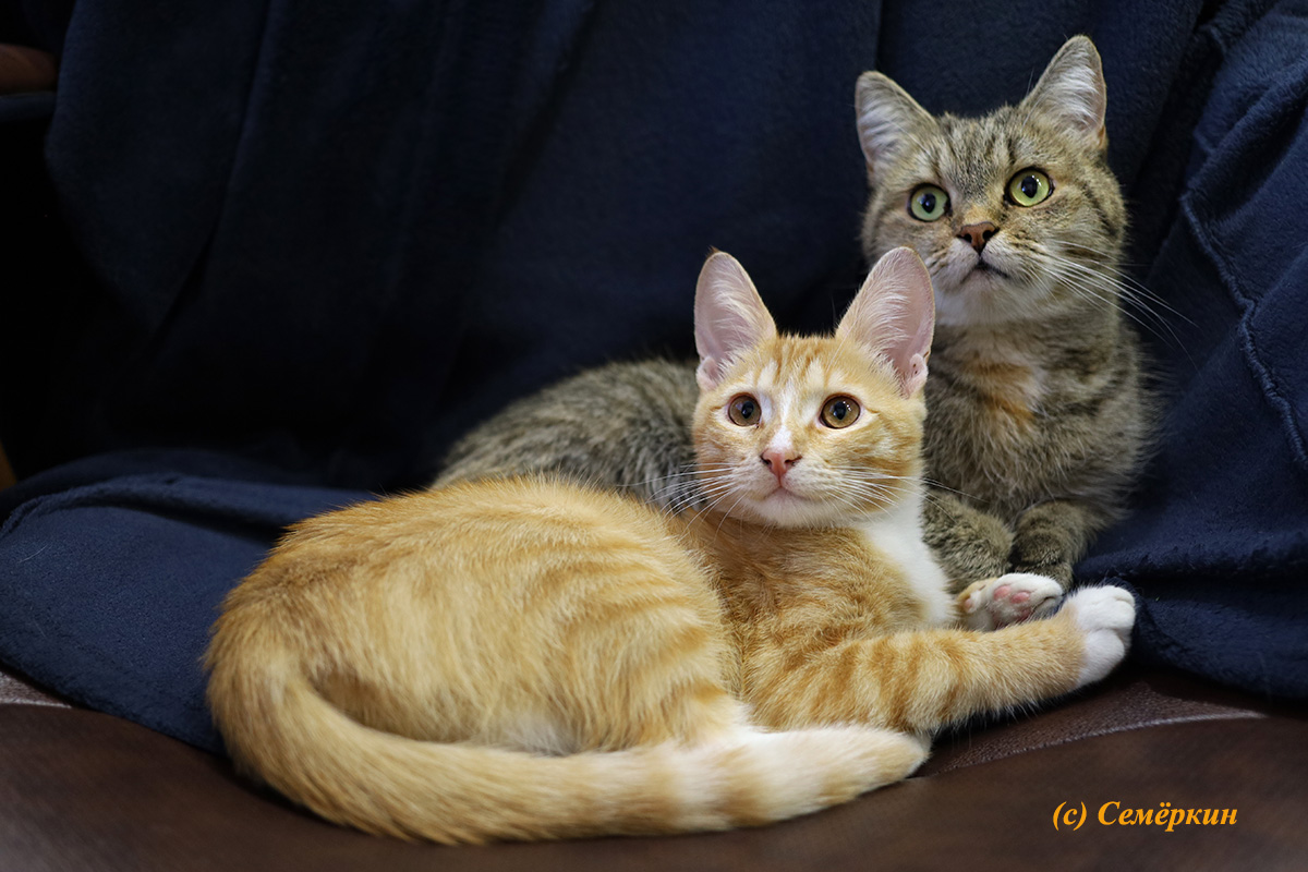 Тёплые коты - Котоангелы Алиса и Рыся - Шерочка с машерочкой