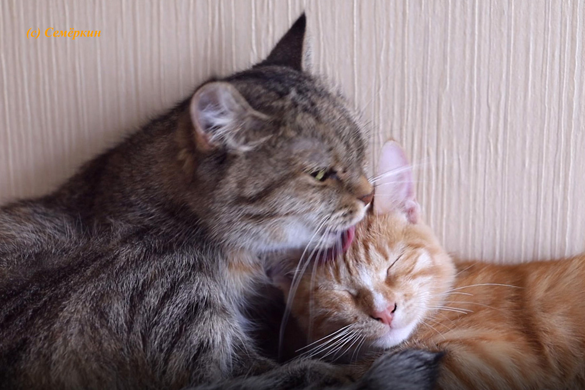 Тёплые коты - Котоангелы Алиса и Рыся - Мамина любовь