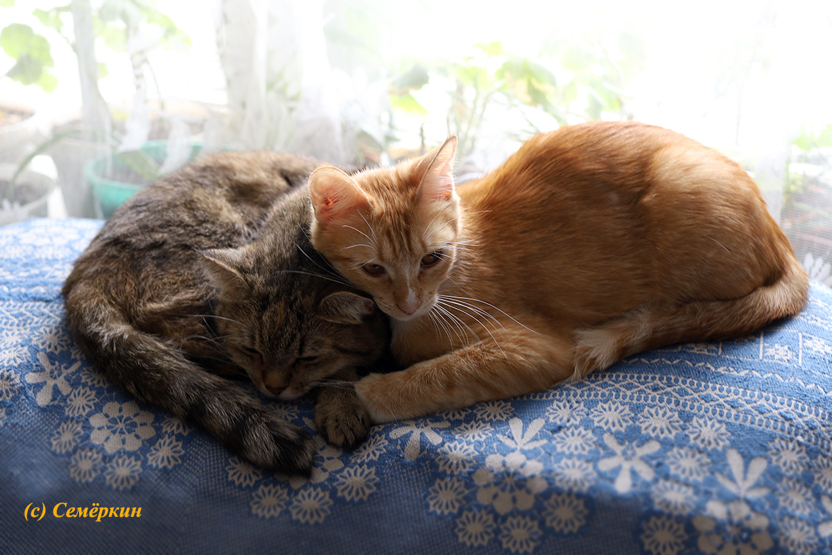 Тёплые коты - кошки Алиса и Рыся - Вместе теплее!