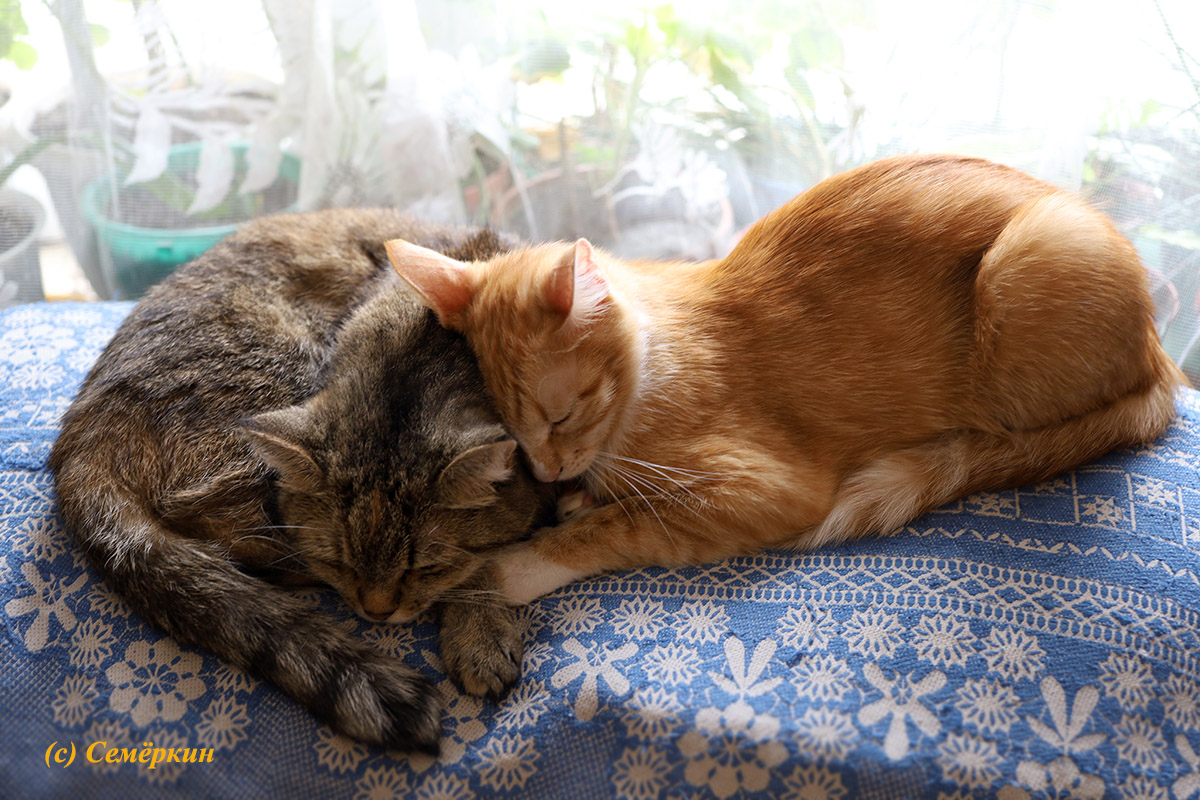 Тёплые коты - кошки Алиса и Рыся - Вместе теплее!