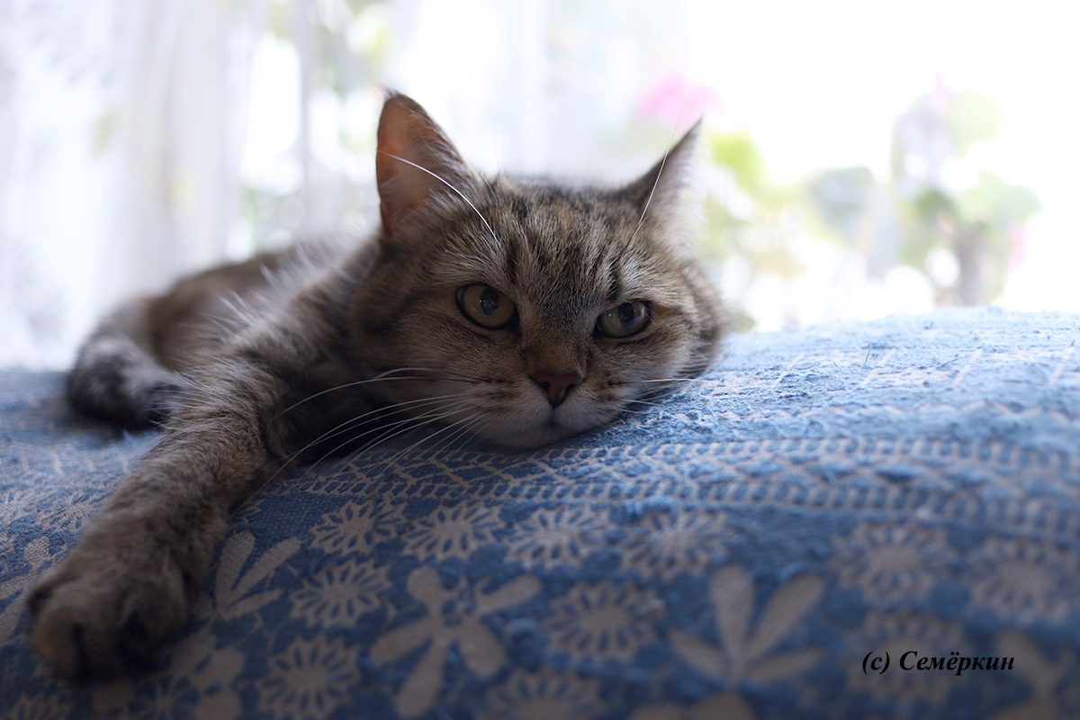Тёплые коты - кошка Рыська - С добрым утром!