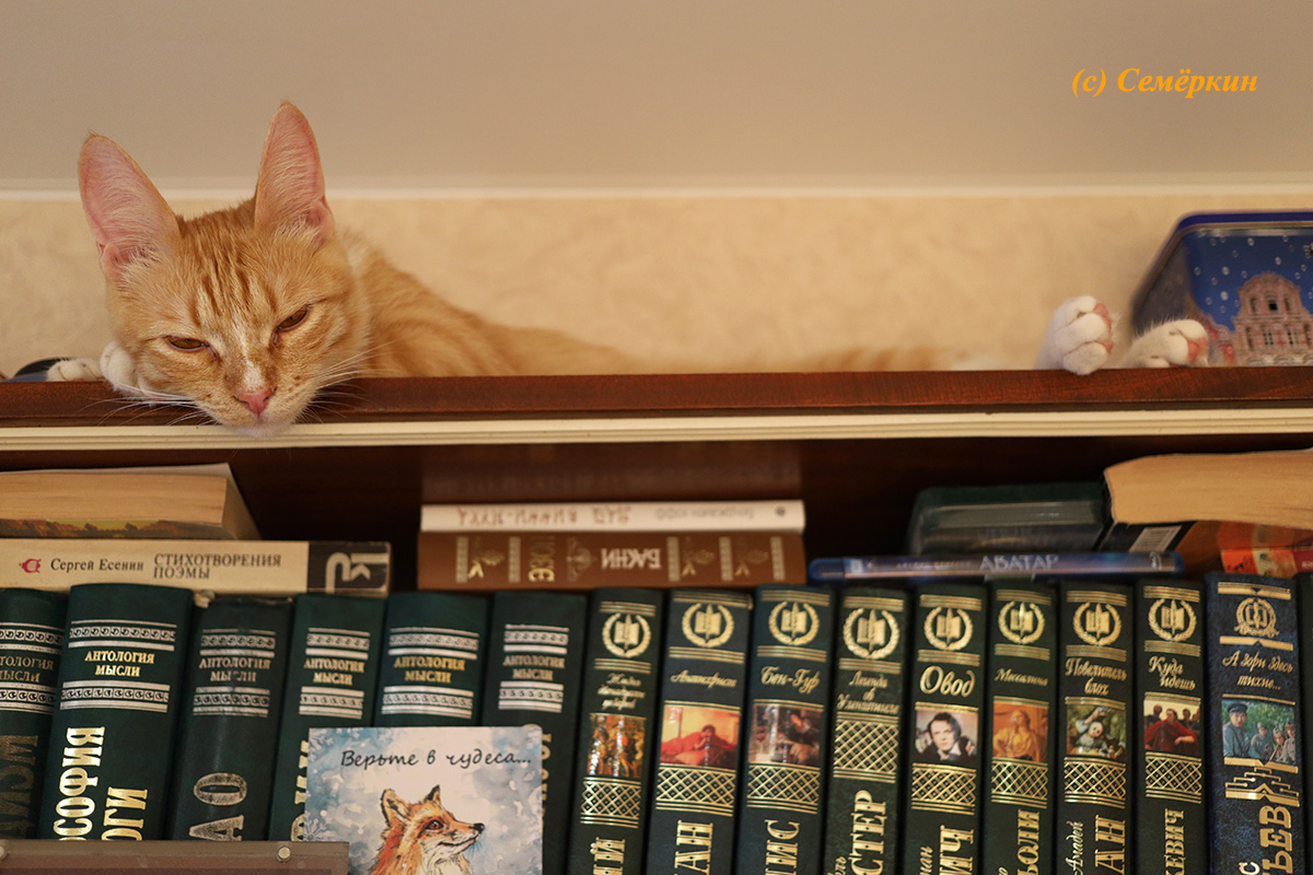Тёплые коты - кошка Алиса - Посплю-ка я на книжной полке...