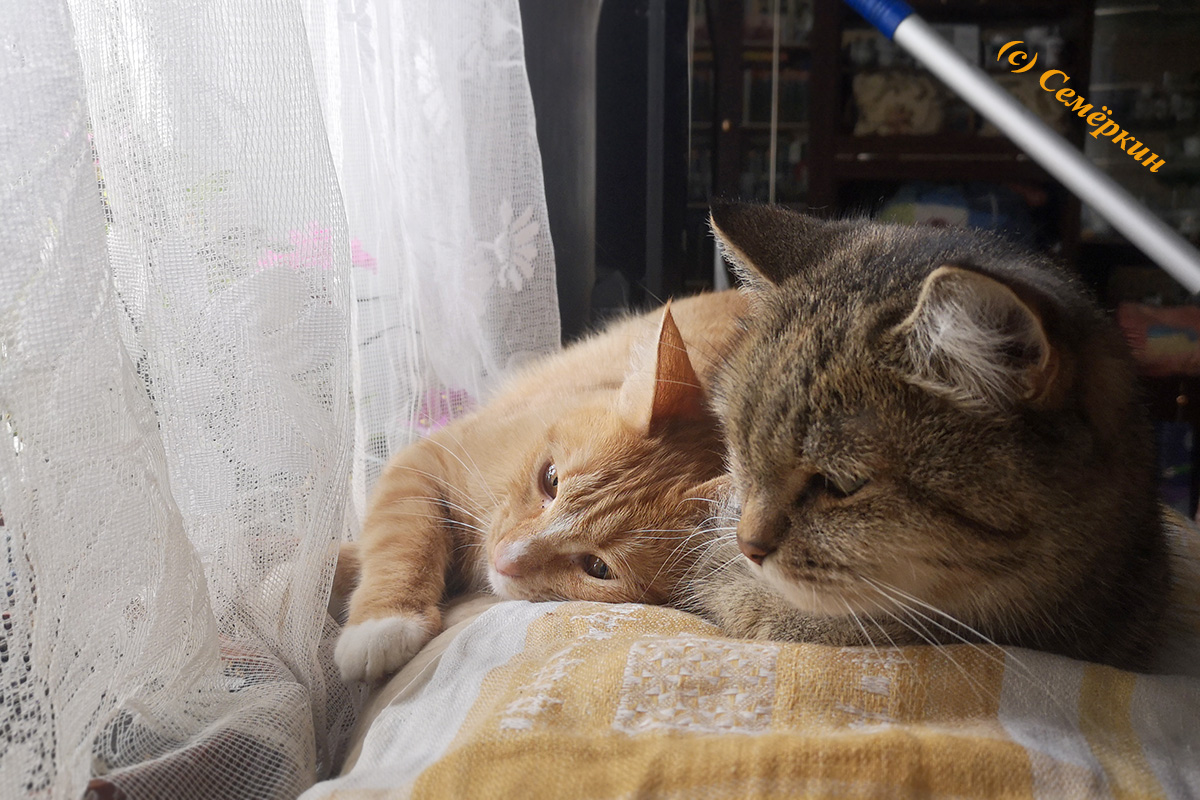 Тёплые коты - кошки Алиса и Рыся - Вместе теплее-2