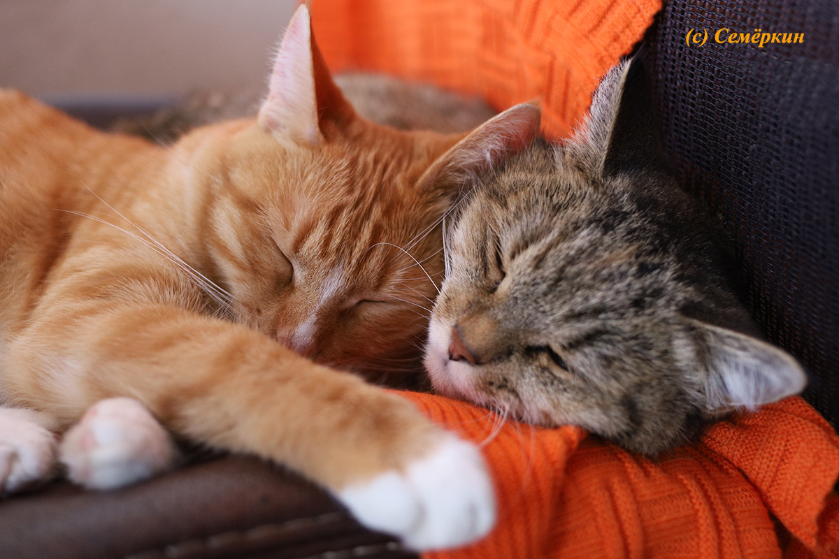 Тёплые коты - кошки Алиска и Рыська - Счастливы вместе!