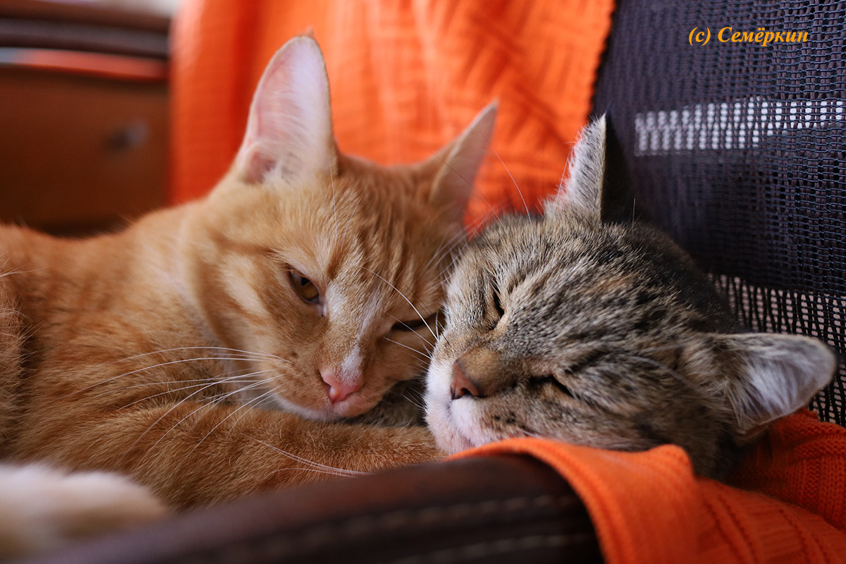 Тёплые коты - кошки Алиска и Рыська - Счастливы вместе!