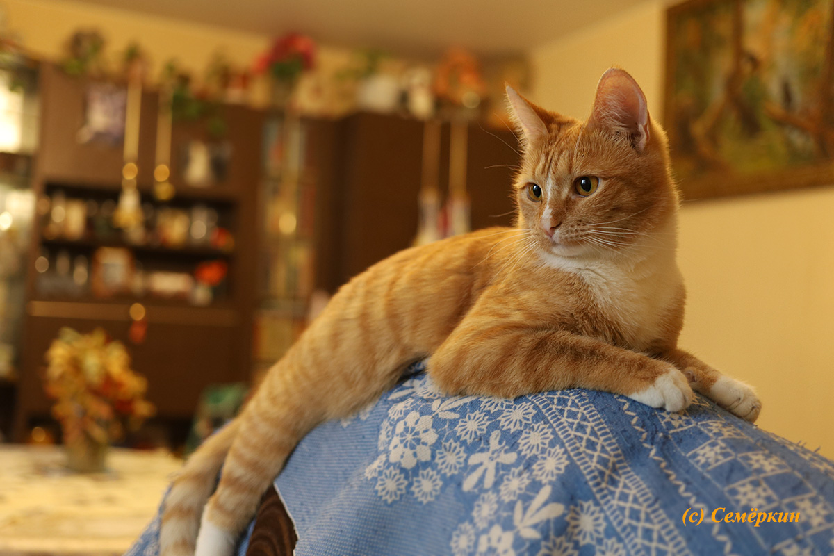 Тёплые коты - кошка Алиска - На диване - кошка, на картине - мишки