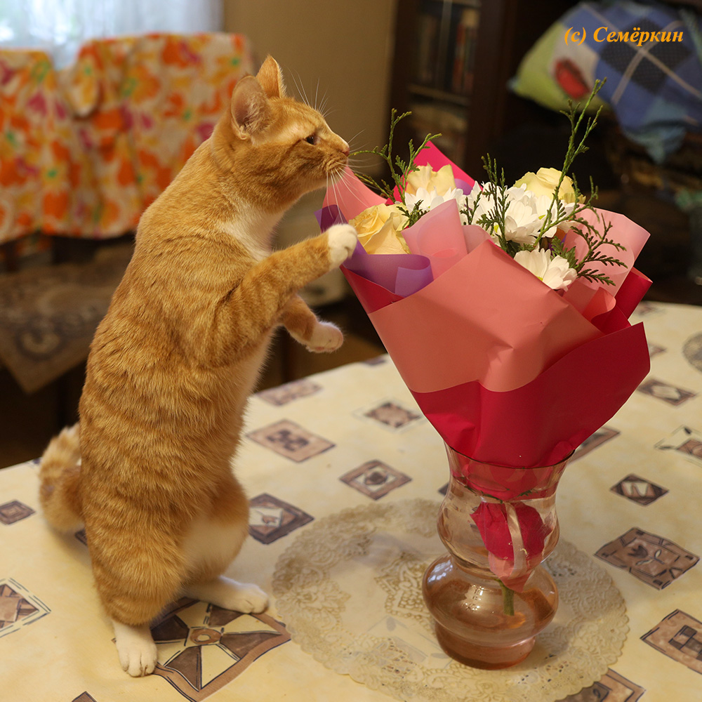 Тёплые коты - кошка Алиска - Рыжая и цветы