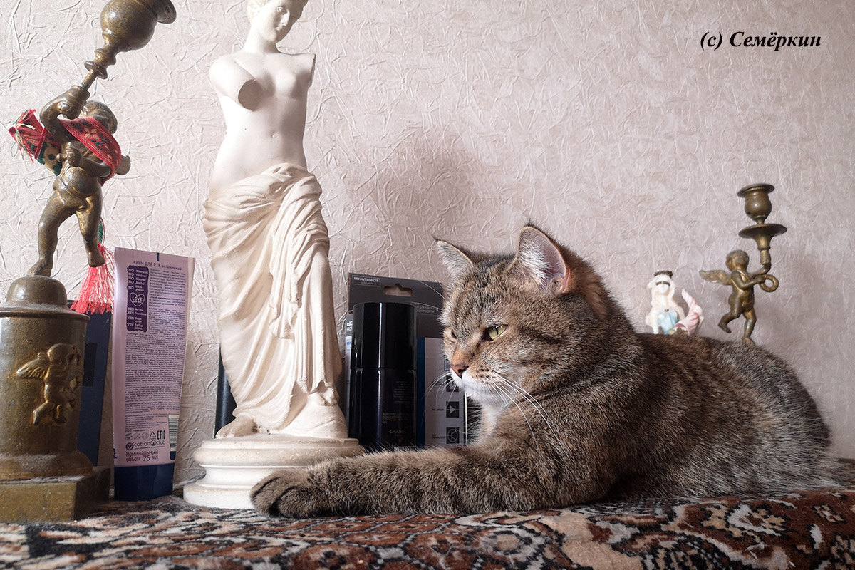 Тёплые коты - Казанский сфинкс