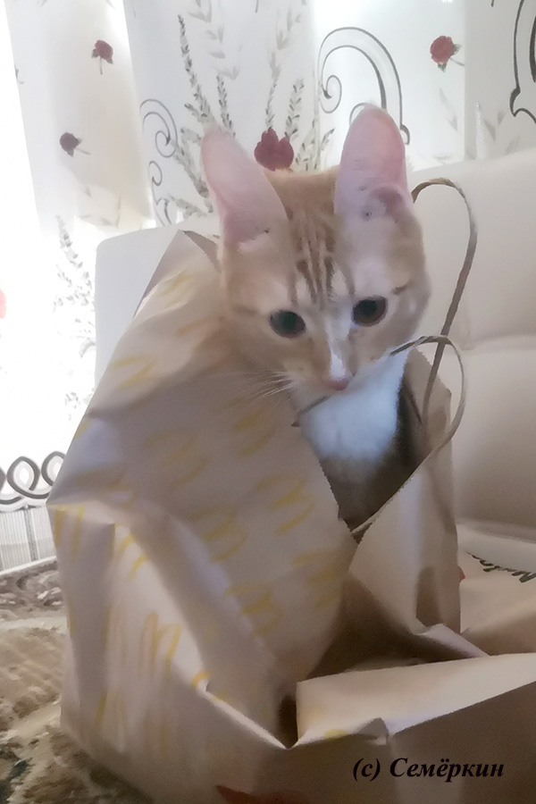 Тёплые коты - Кошка в пакете