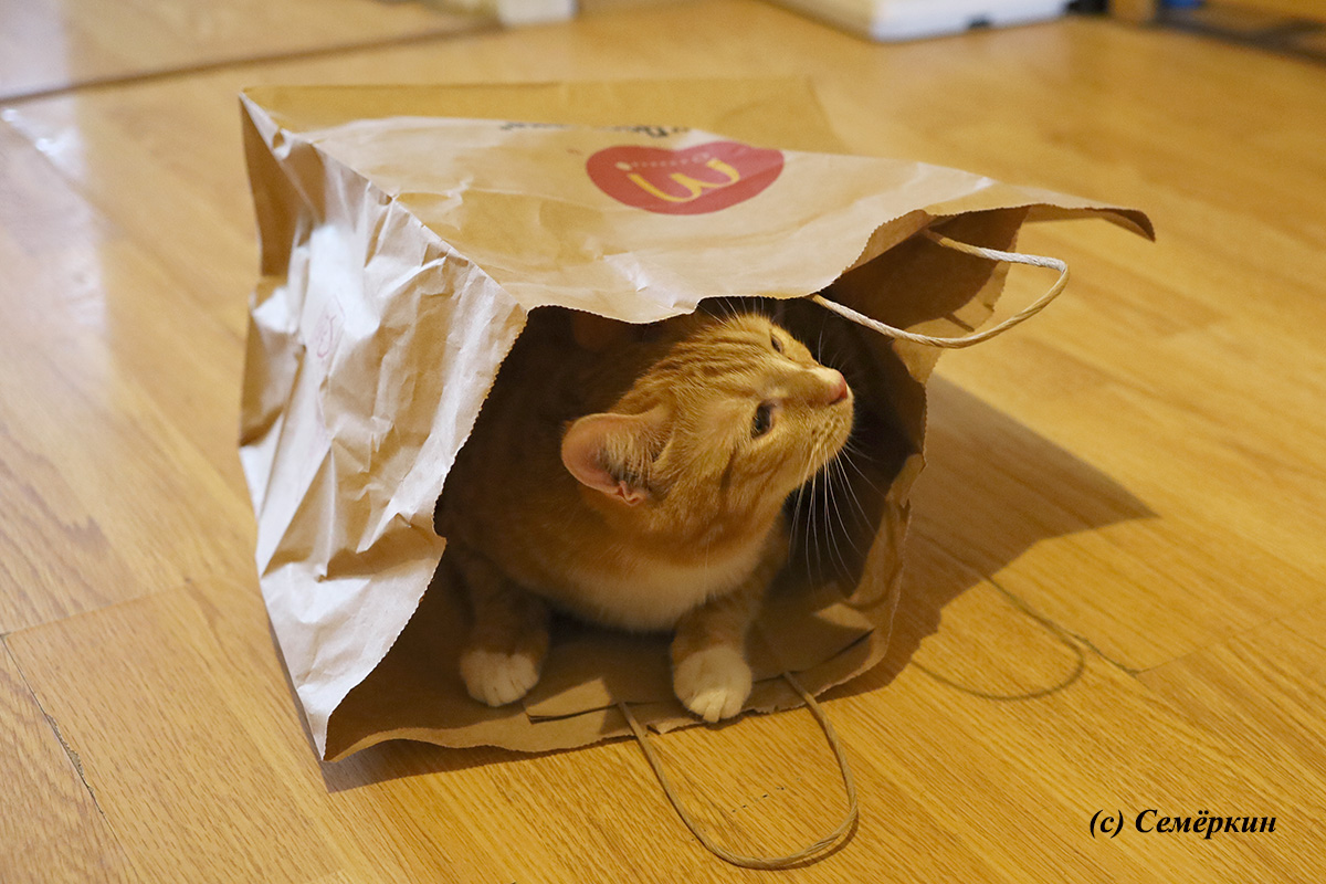 Тёплые коты - Кошка в пакете