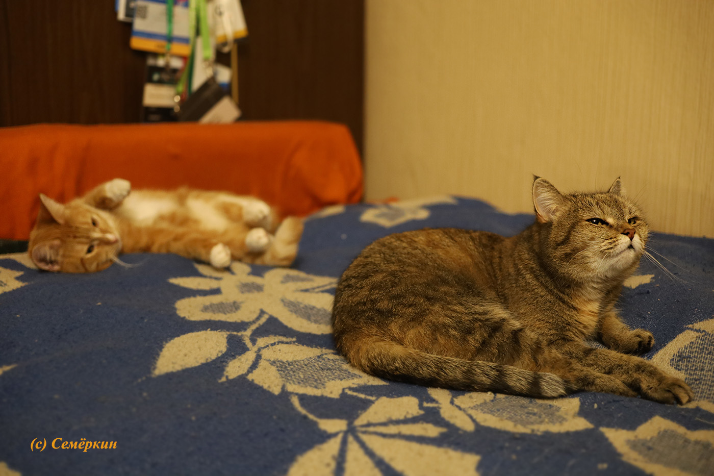 Тёплые коты - кошки Алиска и Рыська - Весной пахнет!