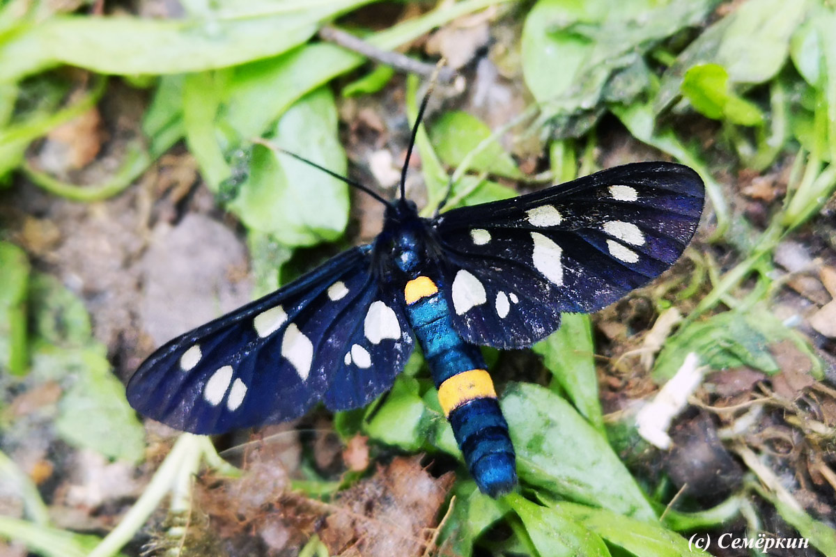 Холодное лето 2019 в Зелёном бору - красивая бабочка или мотылёк