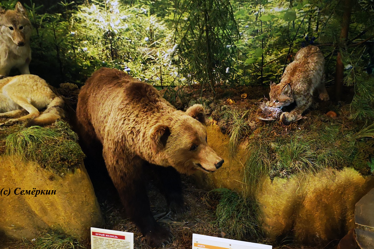 Эклектичная Йошкар-Ола - музей - чучела медведя, волка и рыси