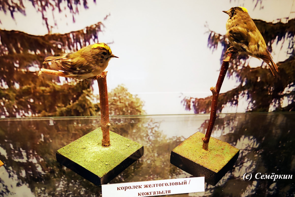 Эклектичная Йошкар-Ола - музей - желтоголовый королёк (кожгазыля) 