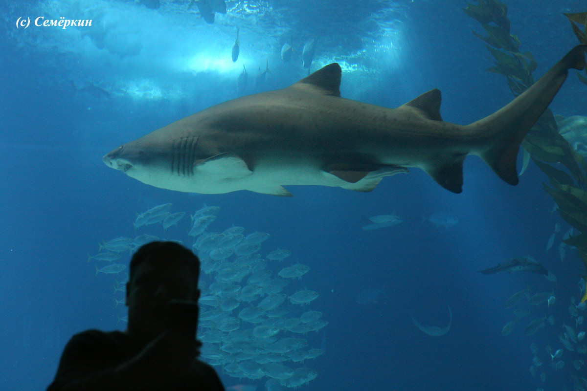 Лиссабон, Lisboa - Океанариум - большой аквариум - Селфи на фоне акулы