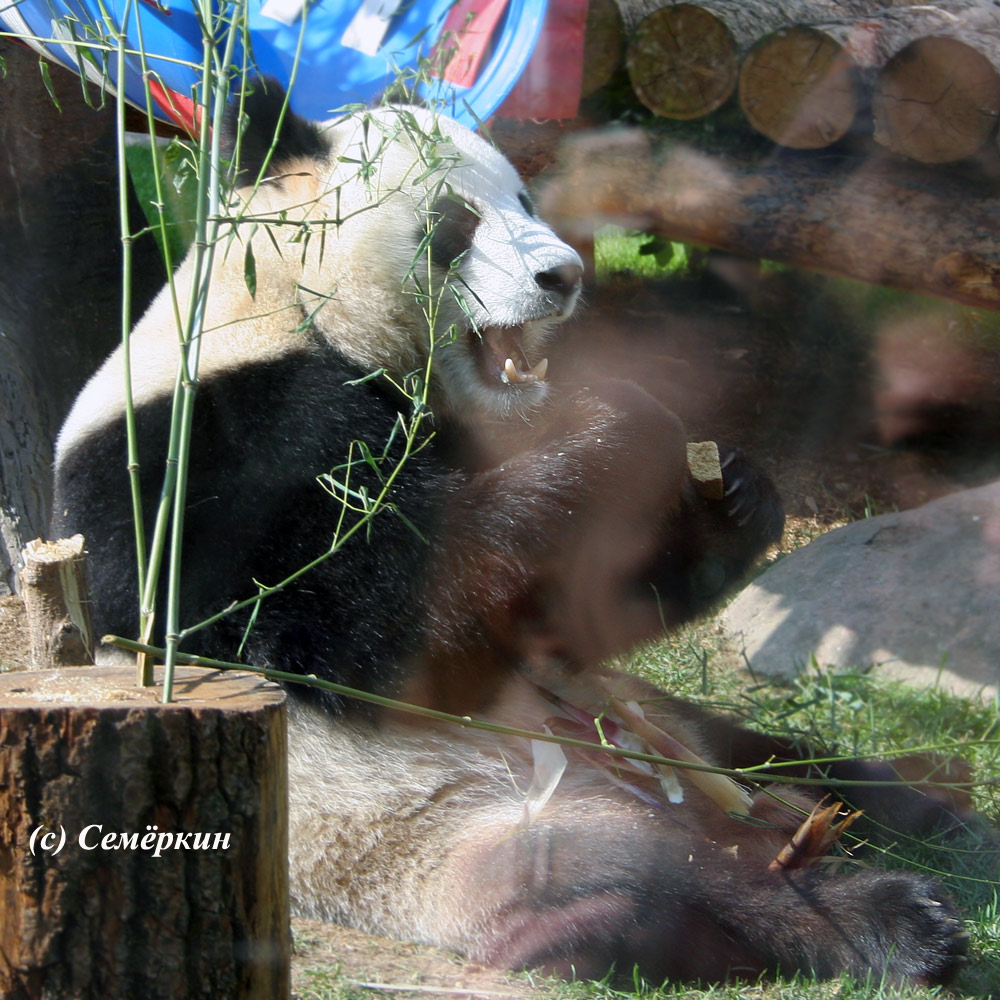 Москва златоглавая - Часть 15. Московский зоопарк – медведи, жуки, обезьяны и панды - Moscow zoo - большие панды