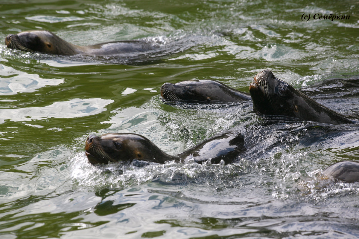 Зоопарк Хеллабрунн (Hellabrunn) - тюлени