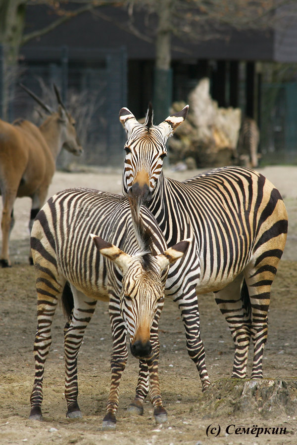 Зоопарк Хеллабрунн (Hellabrunn) - зебры