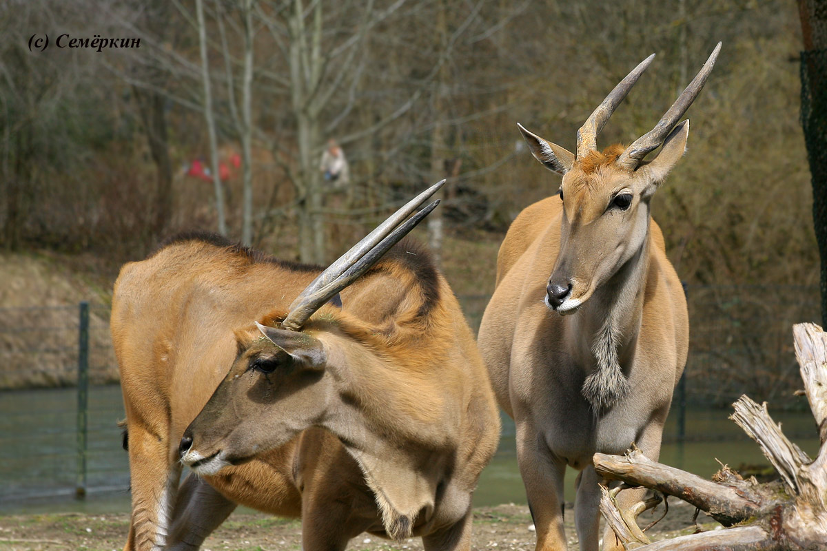 Зоопарк Хеллабрунн (Hellabrunn) - антилопы