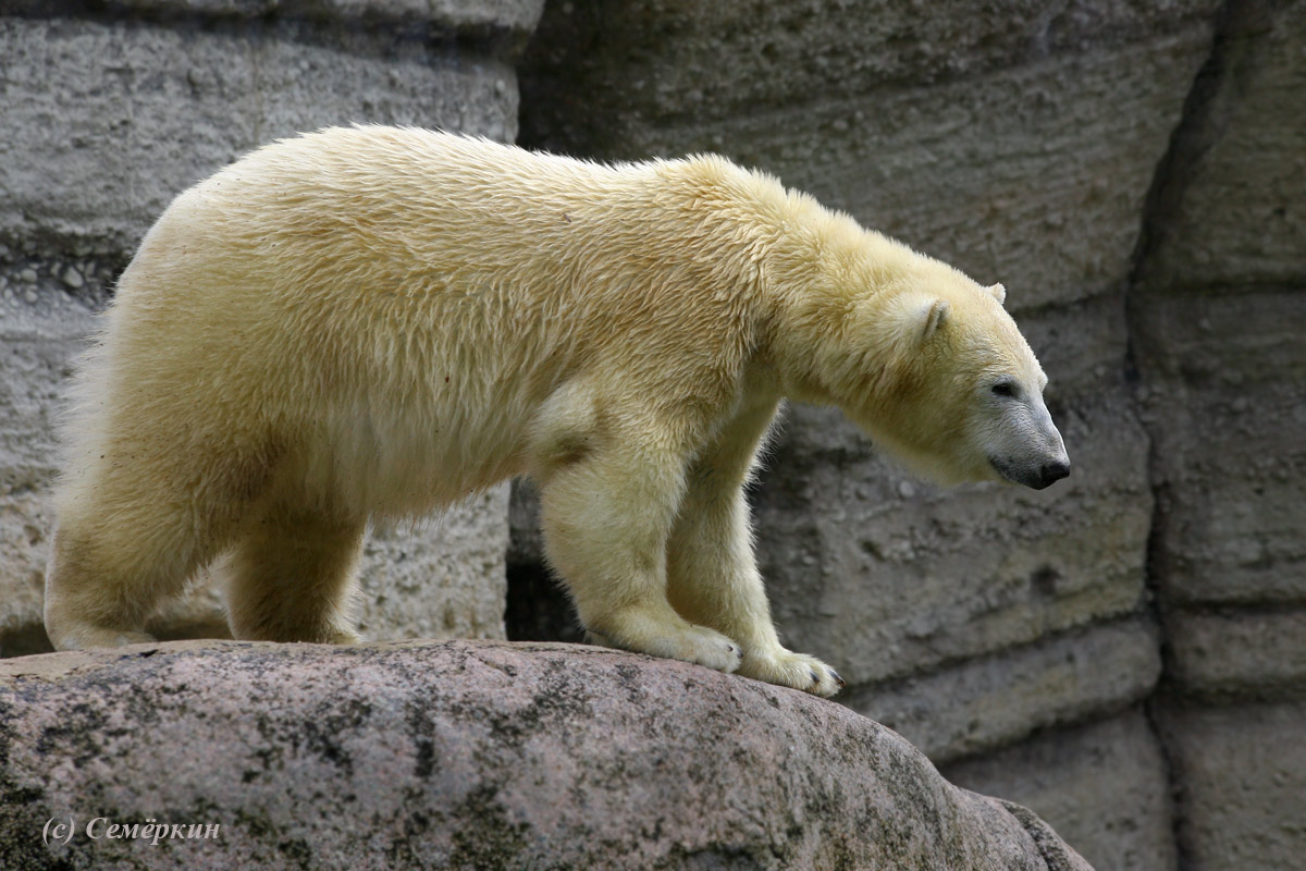 Зоопарк Хеллабрунн (Hellabrunn) - белые медведи