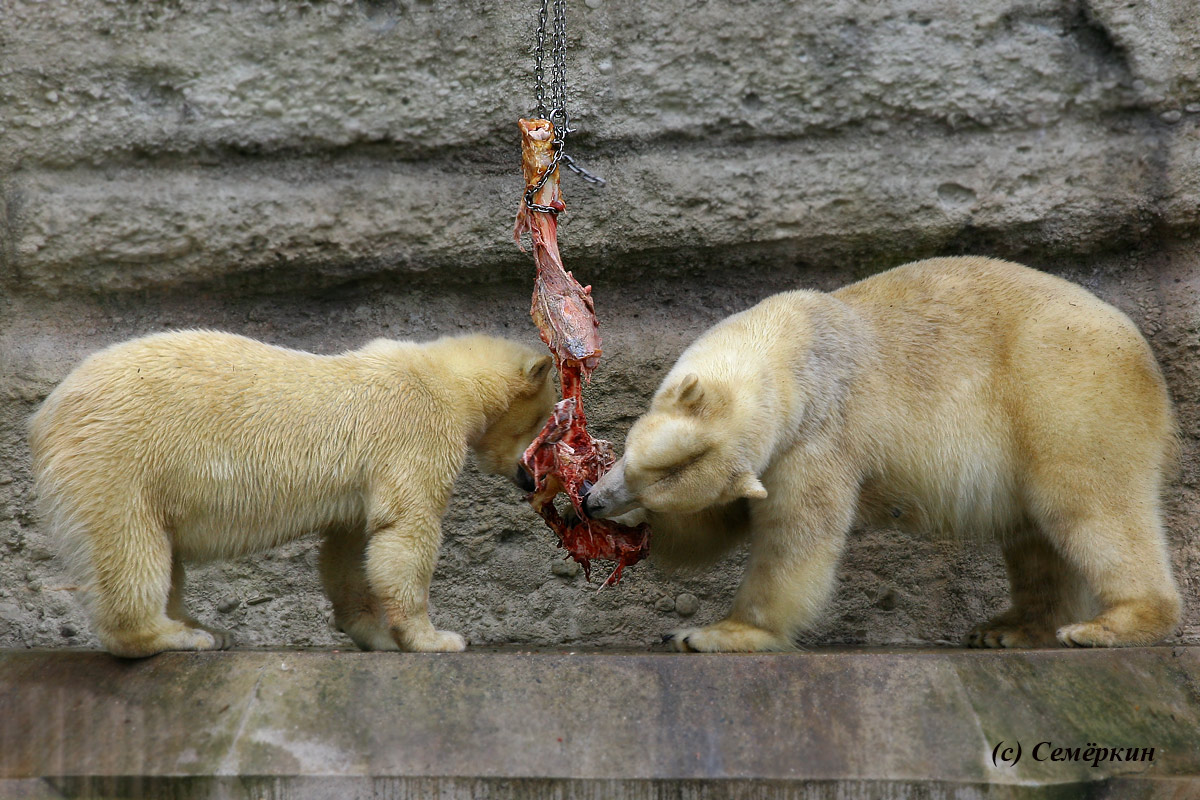 Зоопарк Хеллабрунн (Hellabrunn) - белые медведи едят мясо