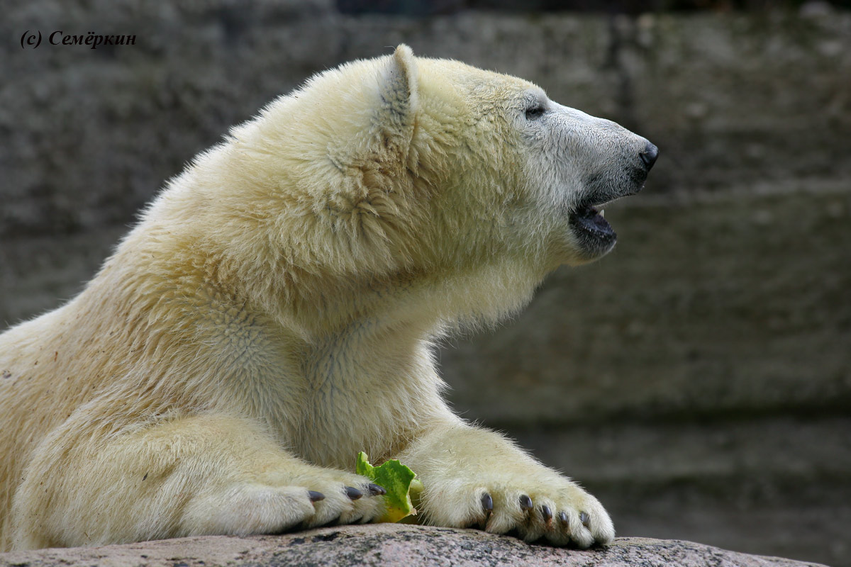 Зоопарк Хеллабрунн (Hellabrunn) - белый медведь вегетарианец