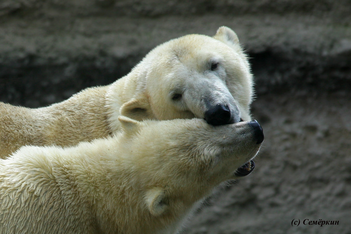 Зоопарк Хеллабрунн (Hellabrunn) - белые медведи - Не умничай, сынку, жри, что дают