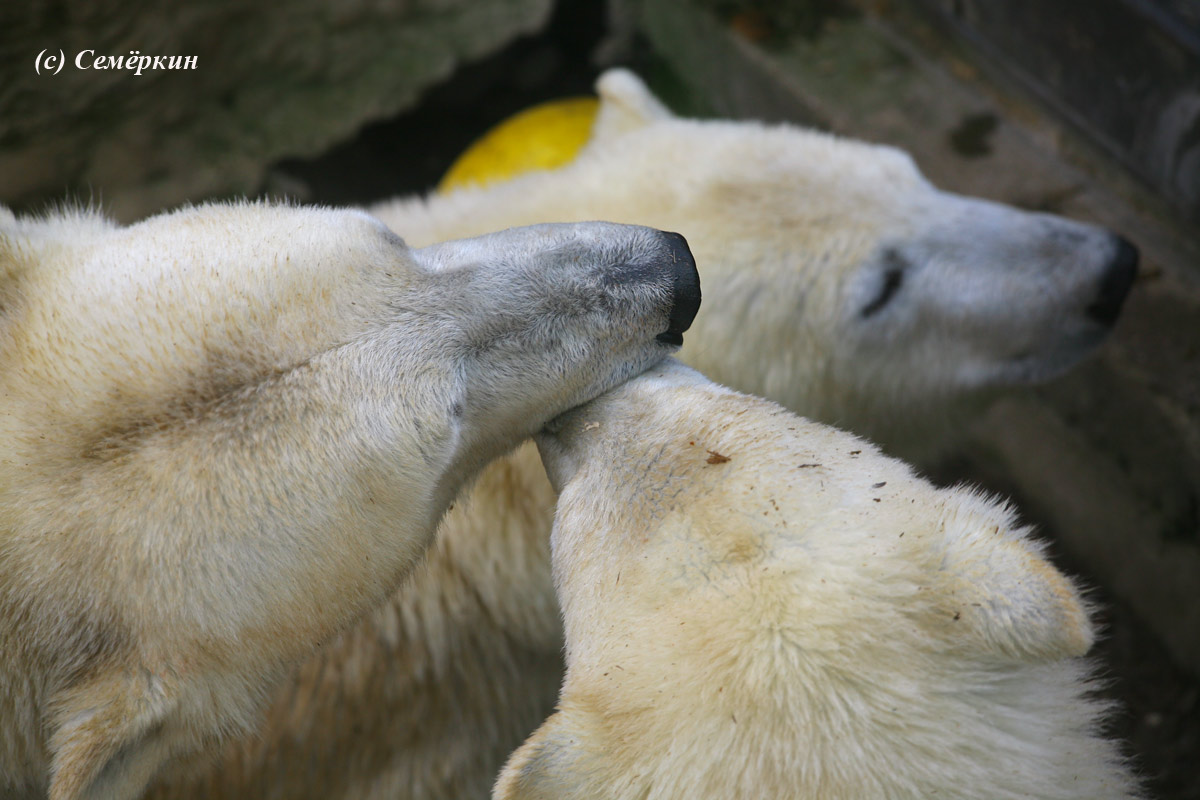 Зоопарк Хеллабрунн (Hellabrunn) - белые медведи - Нежность