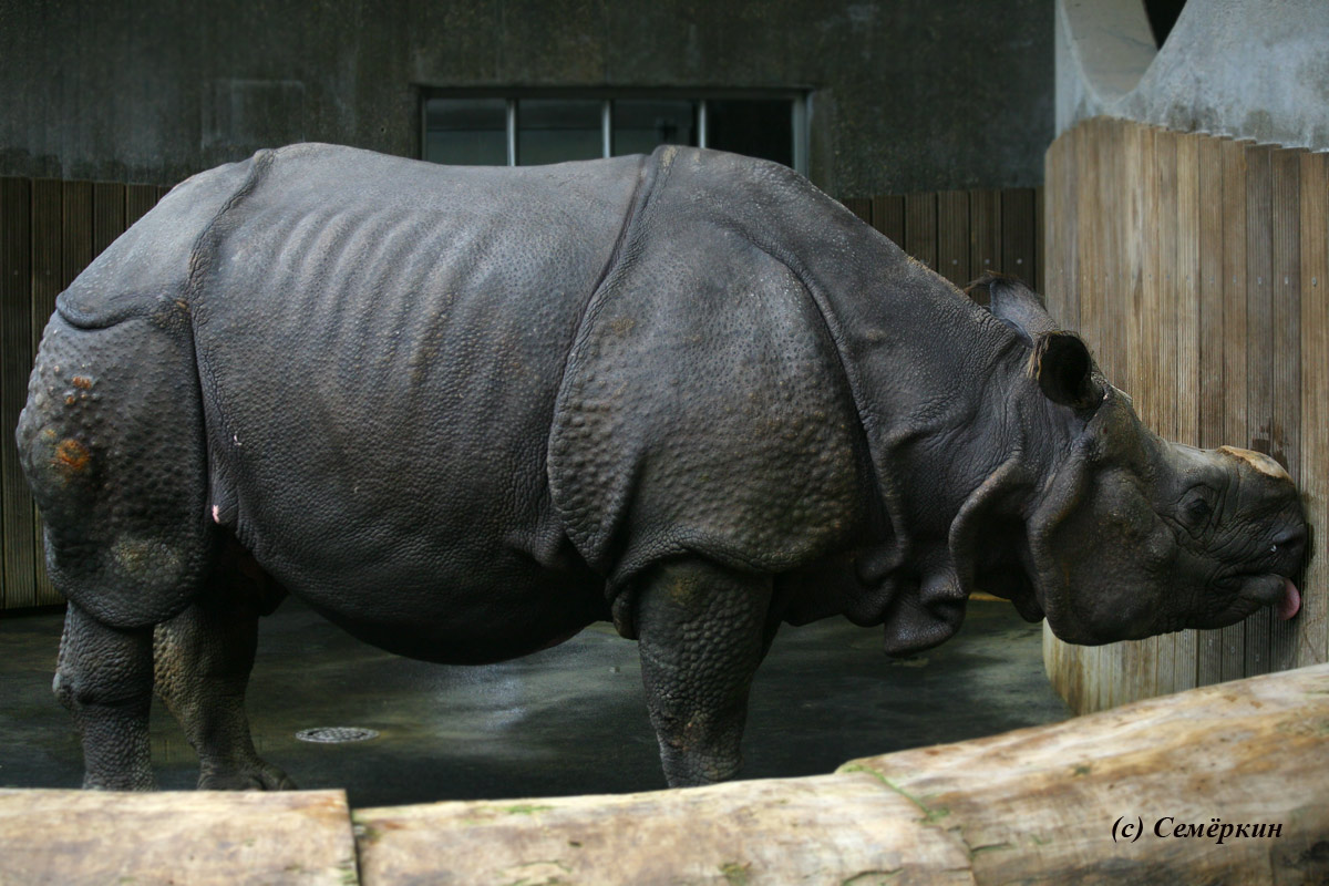 Зоопарк Хеллабрунн (Hellabrunn) - Носорог
