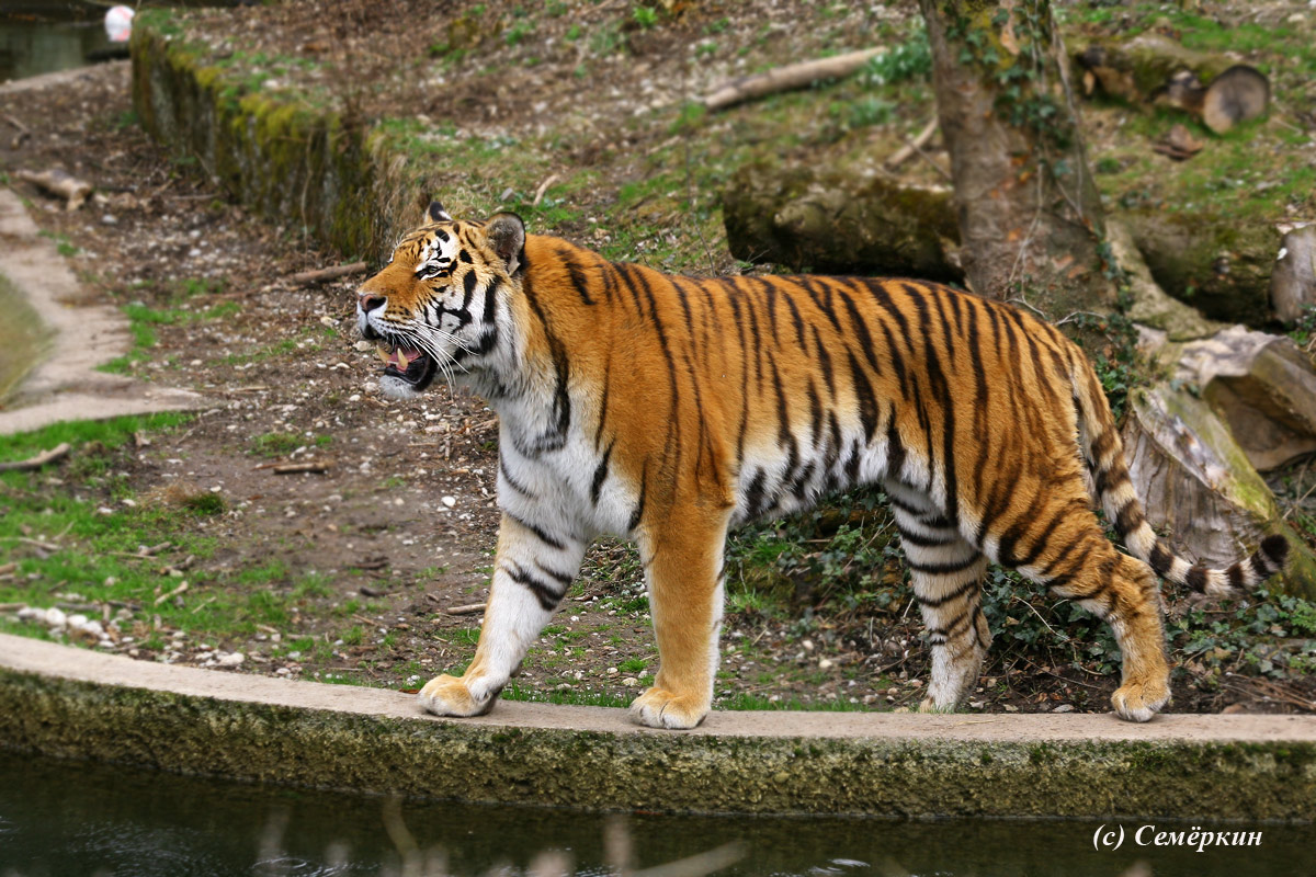 Зоопарк Хеллабрунн (Hellabrunn) - тигр