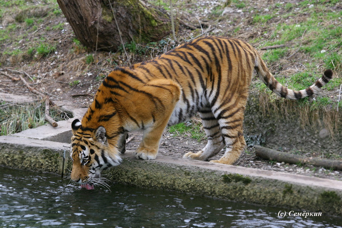 Зоопарк Хеллабрунн (Hellabrunn) - Тигр на водопое