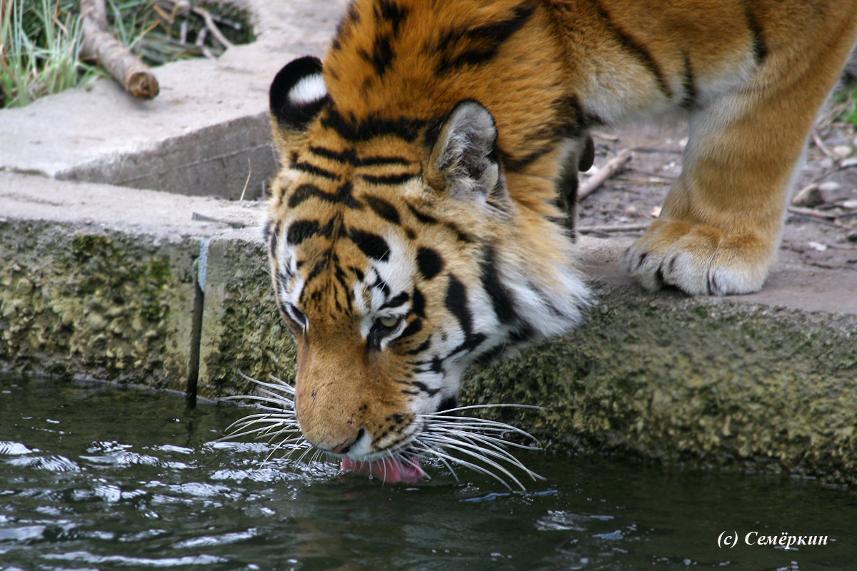 Зоопарк Хеллабрунн (Hellabrunn) - Тигр на водопое