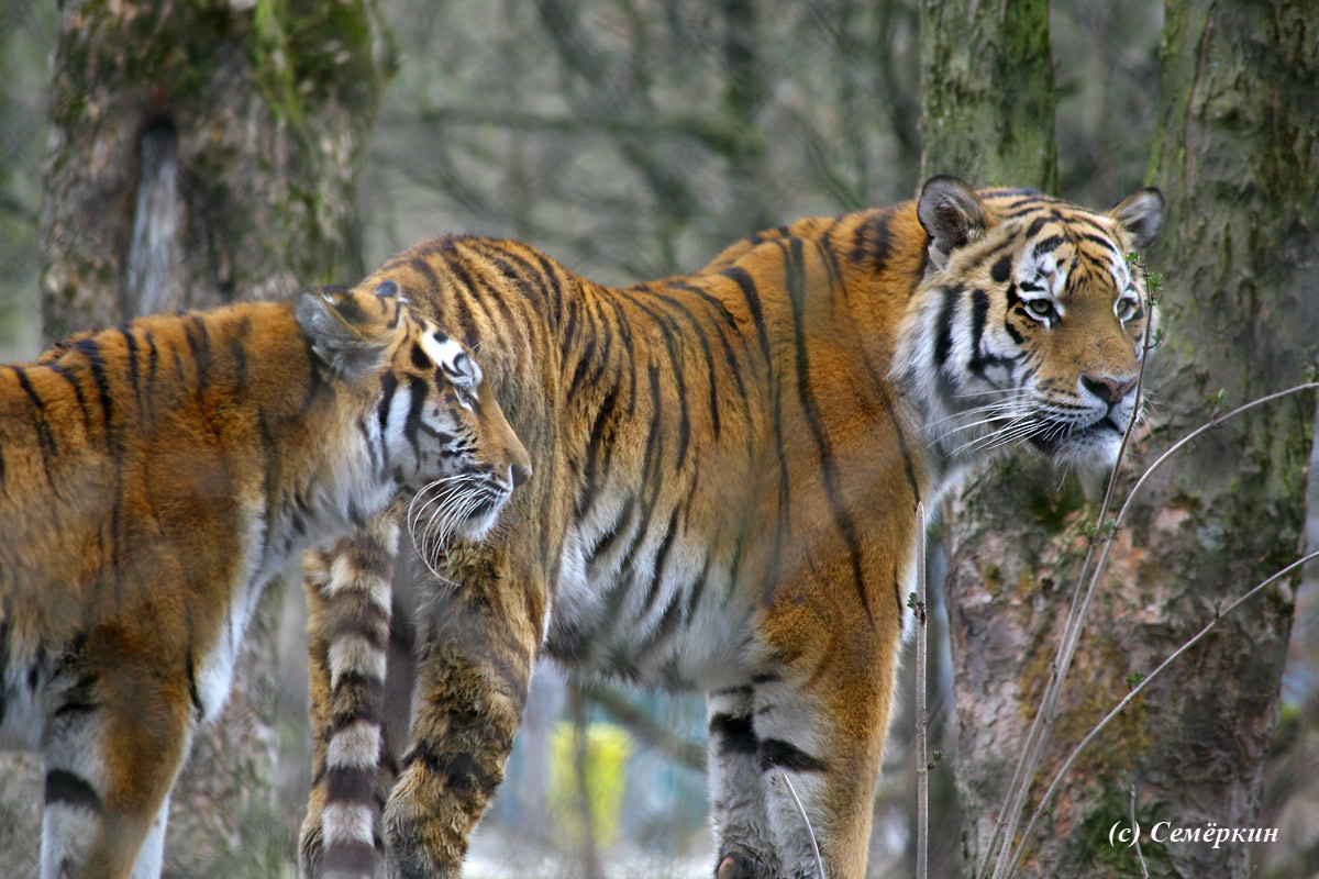 Зоопарк Хеллабрунн (Hellabrunn) - два тигра