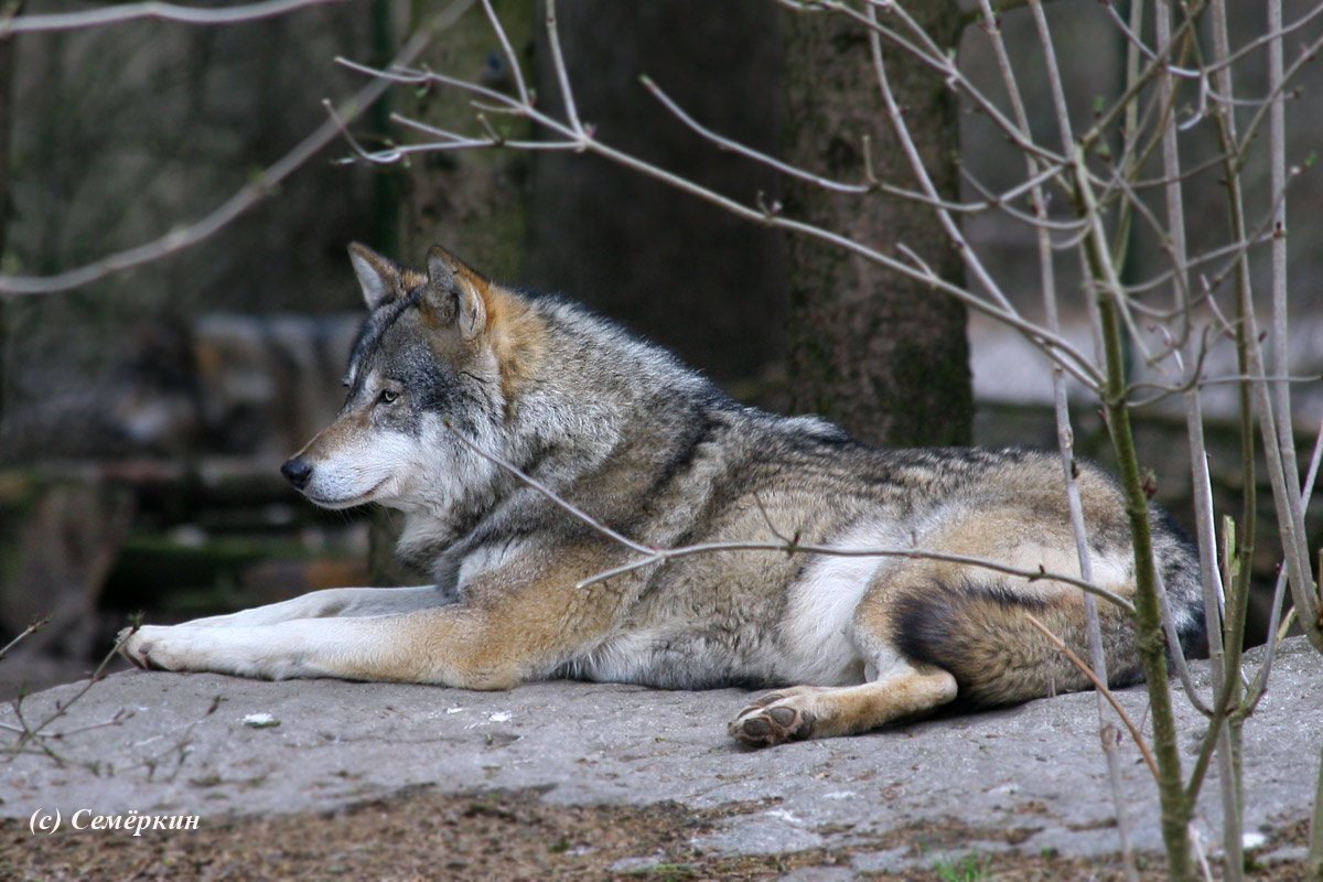 Зоопарк Хеллабрунн (Hellabrunn) - Я злой и страшный серый волк, я в поросятах знаю толк - Акела промахнулся! Он больше не вожак стаи