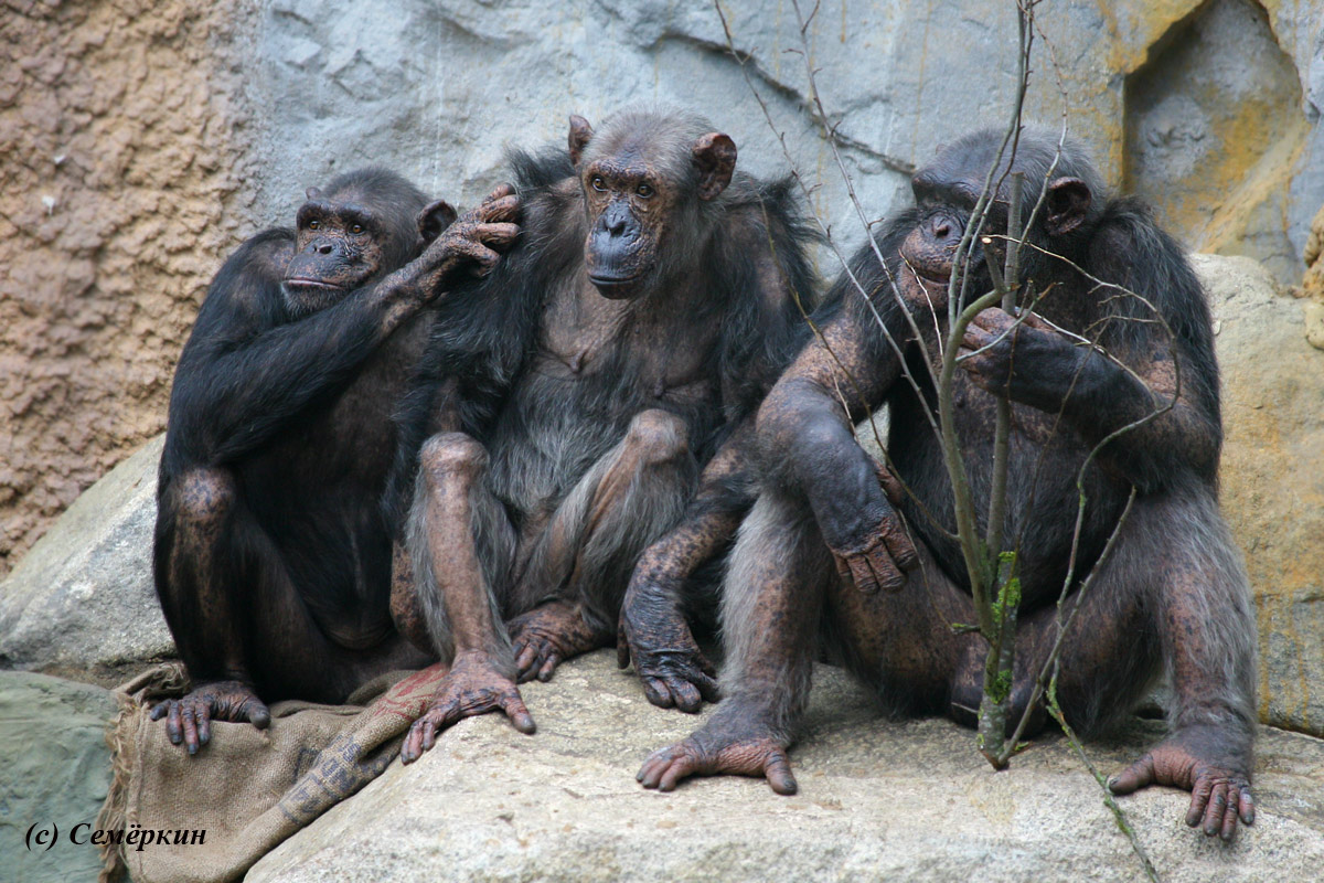 Зоопарк Хеллабрунн (Hellabrunn) - шимпанзе