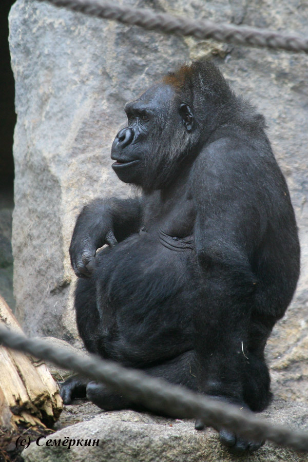 Зоопарк Хеллабрунн (Hellabrunn) - горилла