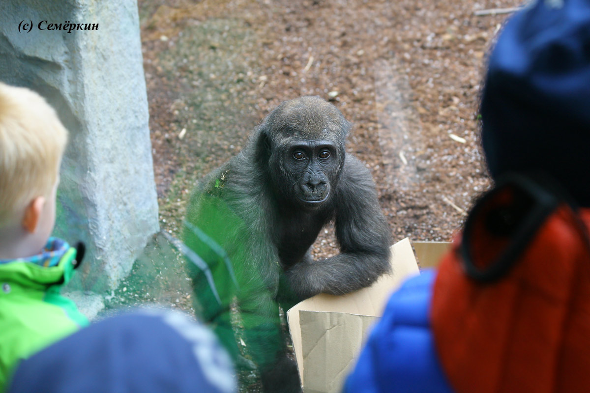 Зоопарк Хеллабрунн (Hellabrunn) - детёныш гориллы