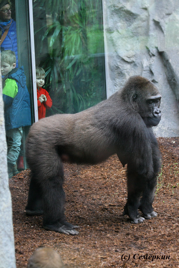 Зоопарк Хеллабрунн (Hellabrunn) - горилла и дети