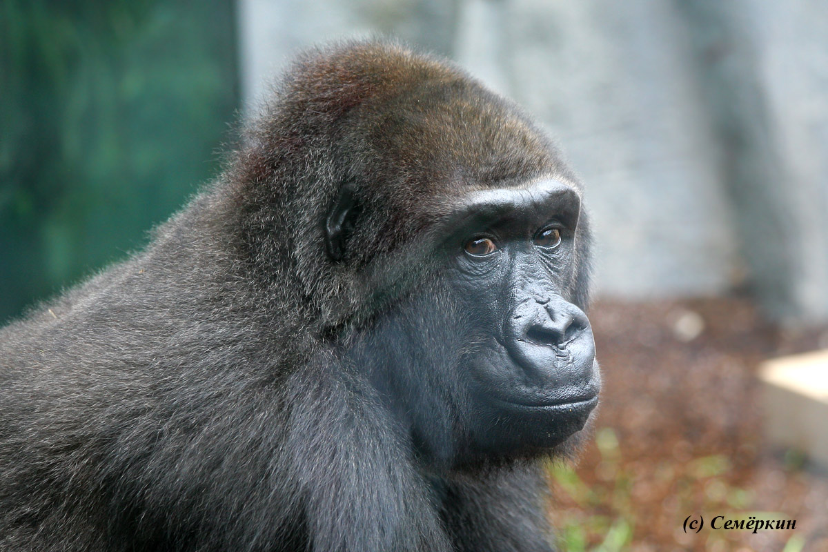 Зоопарк Хеллабрунн (Hellabrunn) - горилла