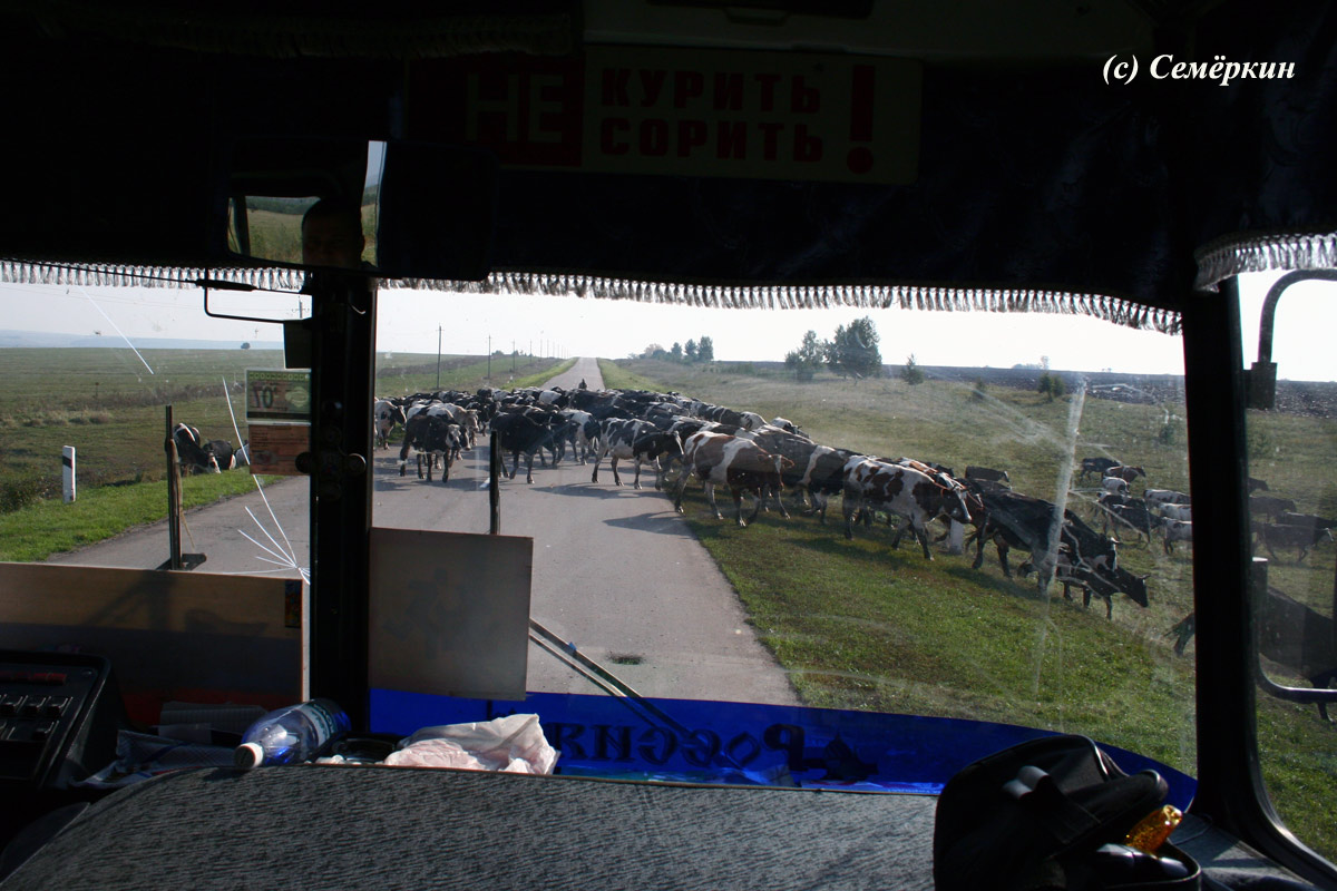 Большое Болдино – фестиваль «Живое слово» 2006 года - коровы на дороге