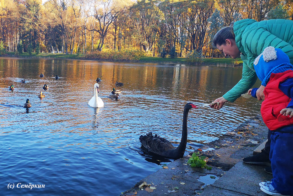 Имперский Санкт-Петербург, дворцы и девушки - - парк - мама с мылышом кормят уток и лебедей