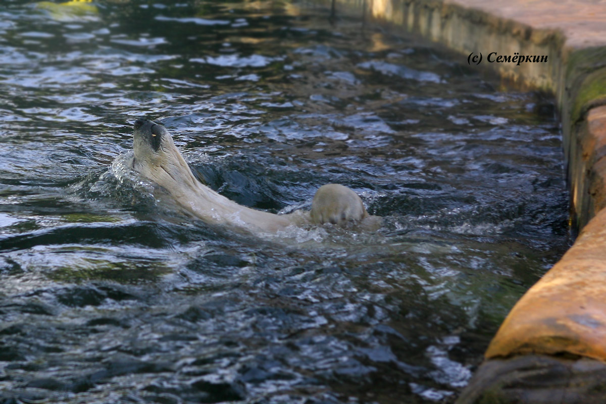 Пражский зоопарк - белый медведь