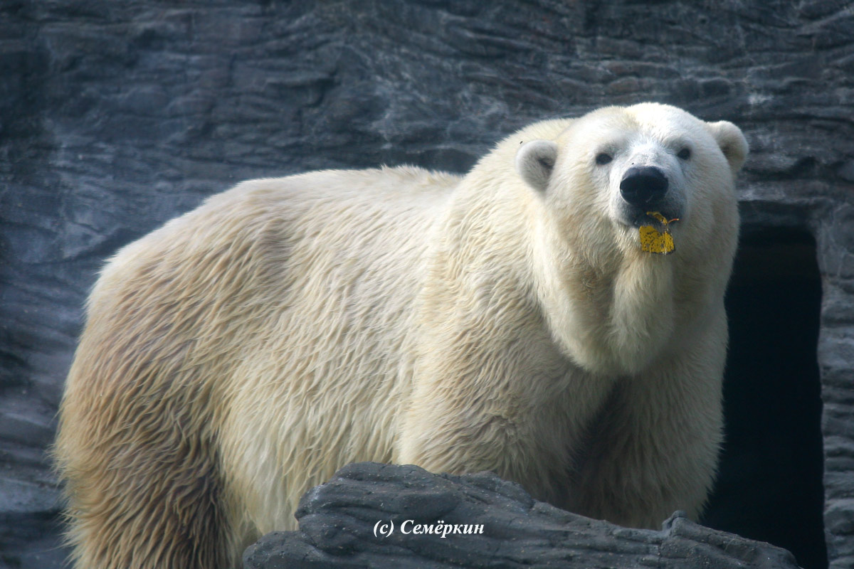 Пражский зоопарк - белый медведь