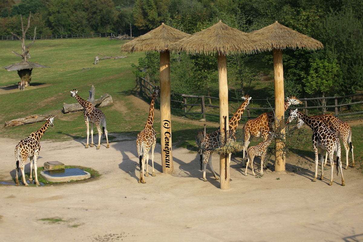 Пражский зоопарк - Жирафы