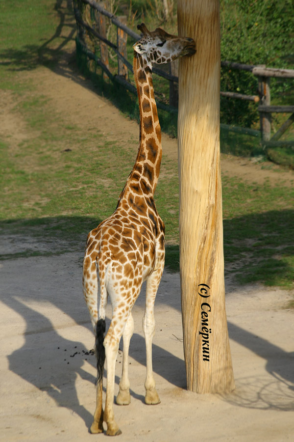 Пражский зоопарк - Жираф