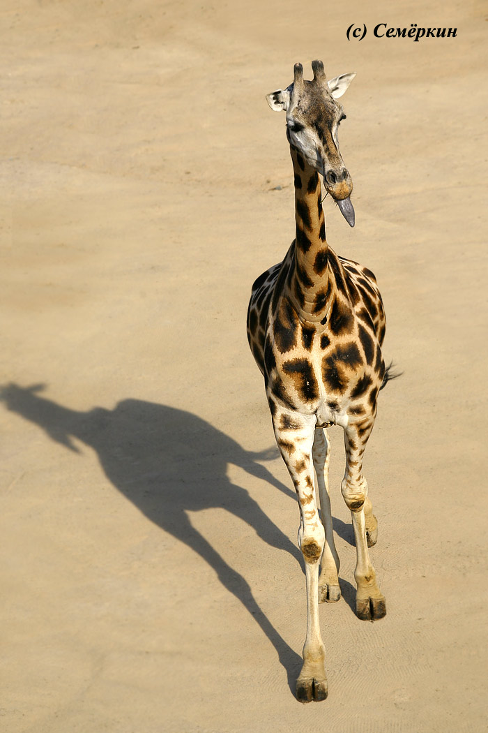 Пражский зоопарк - Жираф