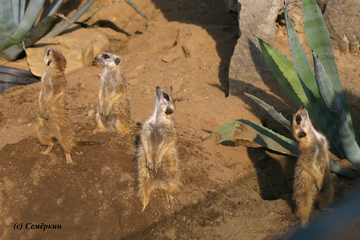 Пражский зоопарк - Сурикаты